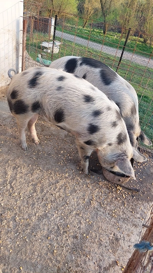 Porci de vanzare - imagine 3