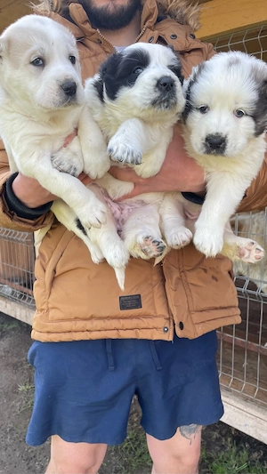 ciobanesc de asia centrala