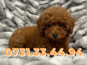 Caniche pitic-Poodle Toy Rasa pura Factura-Garantie-Microcip-TRANSPORT GRATUIT LA Timisoara - imagine 2