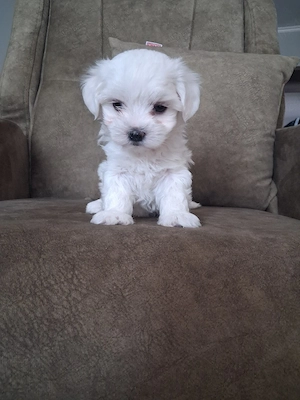 Bichon maltez talie mică 