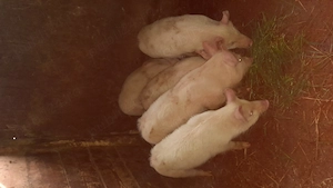 Șuldani frumos de vânzare. 