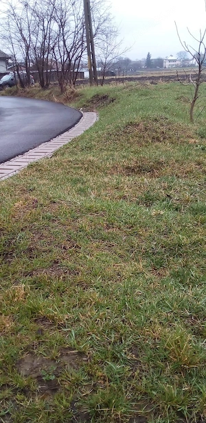 Vând teren intravilan in oraș salcea Plopeni strada paieni Nr 30 A   - imagine 2