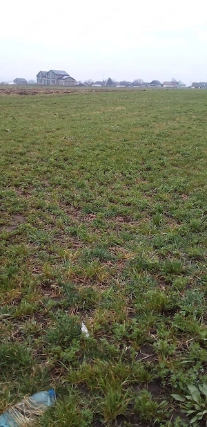 Vând teren intravilan in oraș salcea Plopeni strada paieni Nr 30 A   - imagine 5
