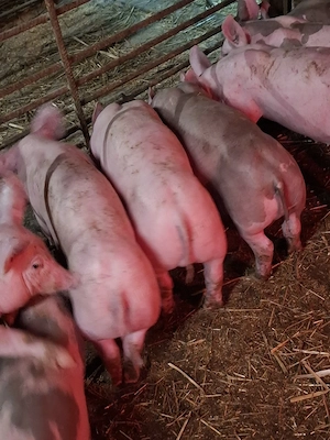 purcei 10 saptamani din mama landrace si tatal petrain, detin ambii parinti - imagine 2