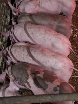 purcei 10 saptamani din mama landrace si tatal petrain, detin ambii parinti