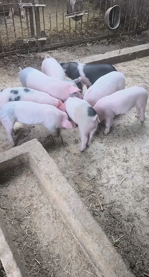 purcei de vânzare  - imagine 2