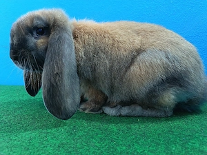 Iepuri Berbec German 