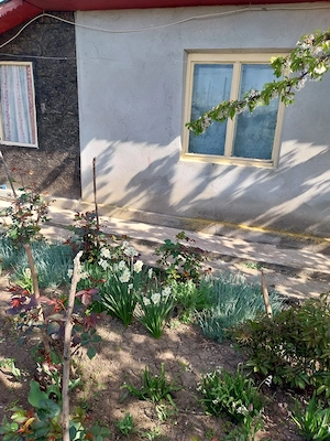 Vând casă ( teren 2.000 mp) în sat Pietrele, jud. Giurgiu - imagine 8