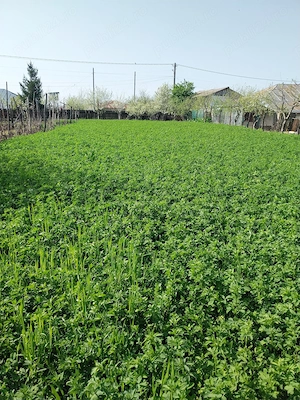 Vând casă ( teren 2.000 mp) în sat Pietrele, jud. Giurgiu - imagine 2