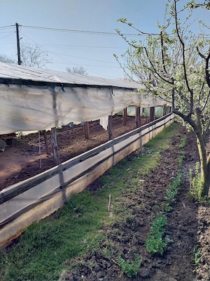 Vând casă ( teren 2.000 mp) în sat Pietrele, jud. Giurgiu - imagine 3