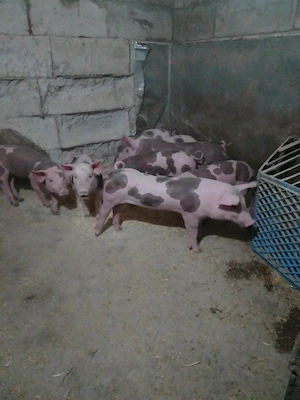 purcei pietrean - imagine 2