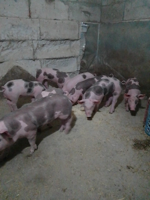 purcei pietrean - imagine 4