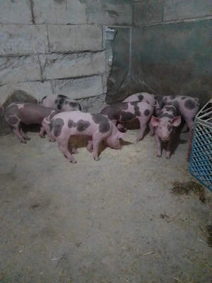 purcei pietrean - imagine 5