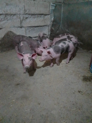 purcei pietrean - imagine 3