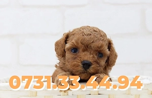 Caniche pitic-Poodle Toy Rasa pura Factura-Garantie-Microcip-TRANSPORT GRATUIT LA Timisoara