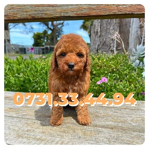 Poodle Toy Caniche Pitic Rasa pura cu Factura-Garantie-Microcip-Carnet- Transport GRATUIT la Cluj
