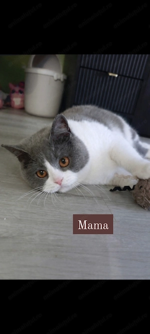 British shorthair - imagine 2