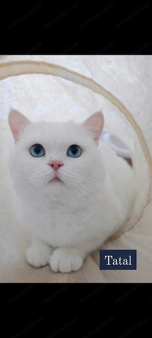 British shorthair - imagine 3