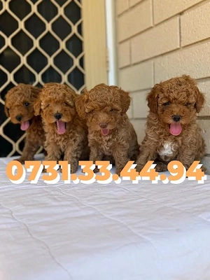 Poodle Toy Caniche pitic Rasa Pura cu Factura-Carnet-Microcip-Garantie-TRANSPORT GRATUIT la Brasov - imagine 3