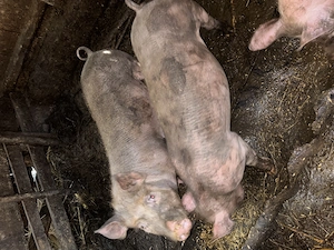 Porci de vânzare - imagine 2