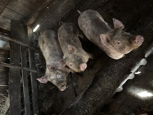 Porci de vânzare - imagine 3