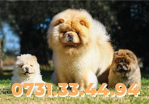 Chow Chow catei Rasa Pura cu Garantie-Factura-Microcip-Carnet-TRANSPORT GRATUIT la Timisoara