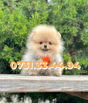 Pomeranian Boo catei cu Garantie-Factura-Microcip-Carnet-TRANSPORT GRATUIT la Bucuresti