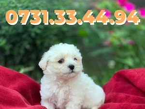 Bichon Maltese catei rasa pura cu Factura-Garantie-Microcip- TRANSPORT GRATUIT la Bucuresti