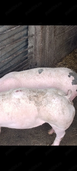 purcei pietrain 60 kg - imagine 4