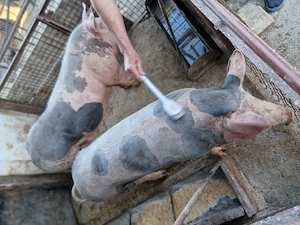 Porc Pietrain de vanzare - imagine 3