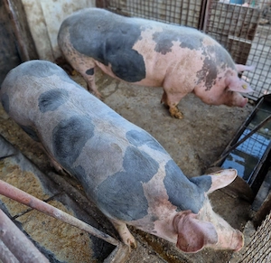 Porc Pietrain de vanzare - imagine 2