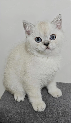 Pui British Shorthair Sibiu - imagine 4