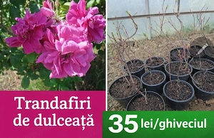 Trandafiri de dulceata