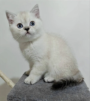 Pui British Shorthair Sibiu