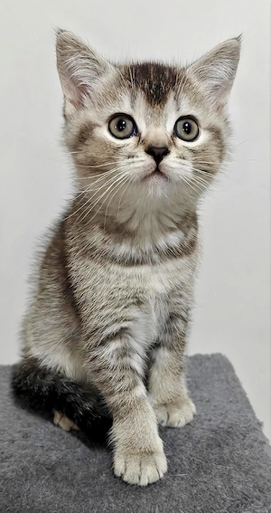 Pui British Shorthair Sibiu - imagine 5