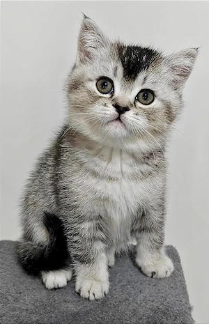 Pui British Shorthair Sibiu - imagine 3