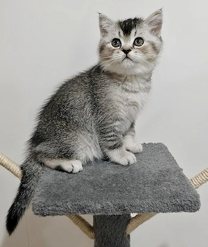 Pui British Shorthair Sibiu - imagine 2