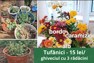 Flori pentru gradina, la ghiveci: tufanele, sedum roz, vinca