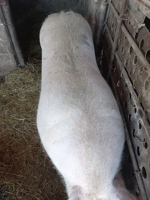 vand porc la sfert