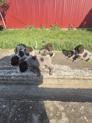 Vând catei brac german - imagine 3