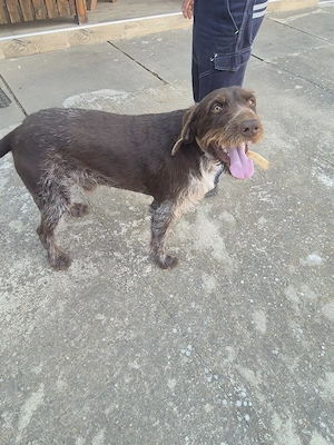 Vând catei brac german - imagine 2