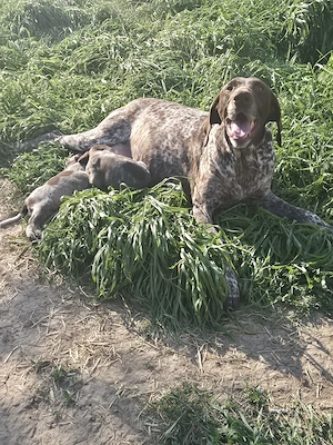 Vând catei brac german - imagine 5