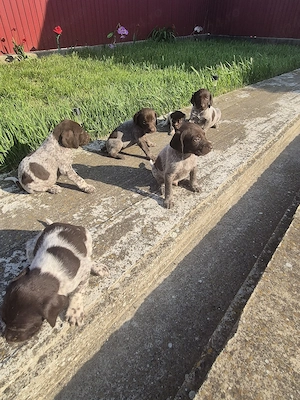 Vând catei brac german - imagine 4