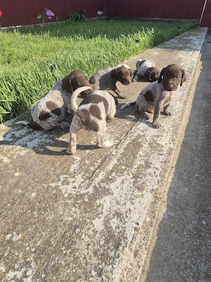 Vând catei brac german