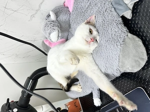 Aria 4-5 luni o dulceață spre adoptie - imagine 3