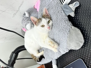 Aria 4-5 luni o dulceață spre adoptie