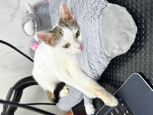 Aria 4-5 luni o dulceață spre adoptie - imagine 4