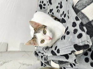 Aria 4-5 luni o dulceață spre adoptie - imagine 2