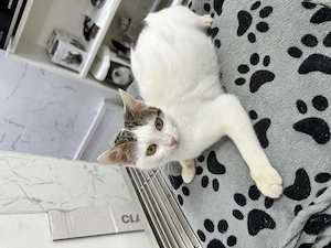 Aria 4-5 luni o dulceață spre adoptie - imagine 5