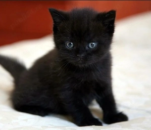 british black si crem cu ochii albastrii